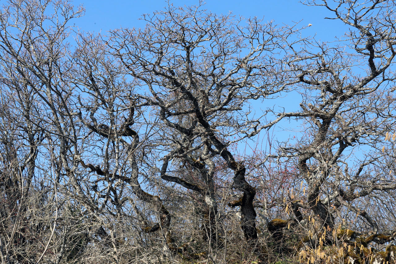 Oaks on Top by organicvision on DeviantArt