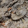 Chartreuse Ammonite