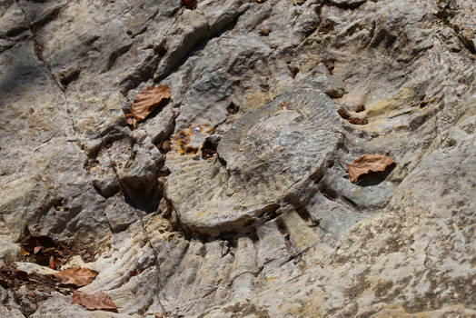 Chartreuse Ammonite