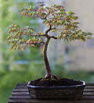 Just Repotted by organicvision