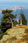 Mountain Pines by organicvision