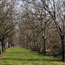 Pruning Time