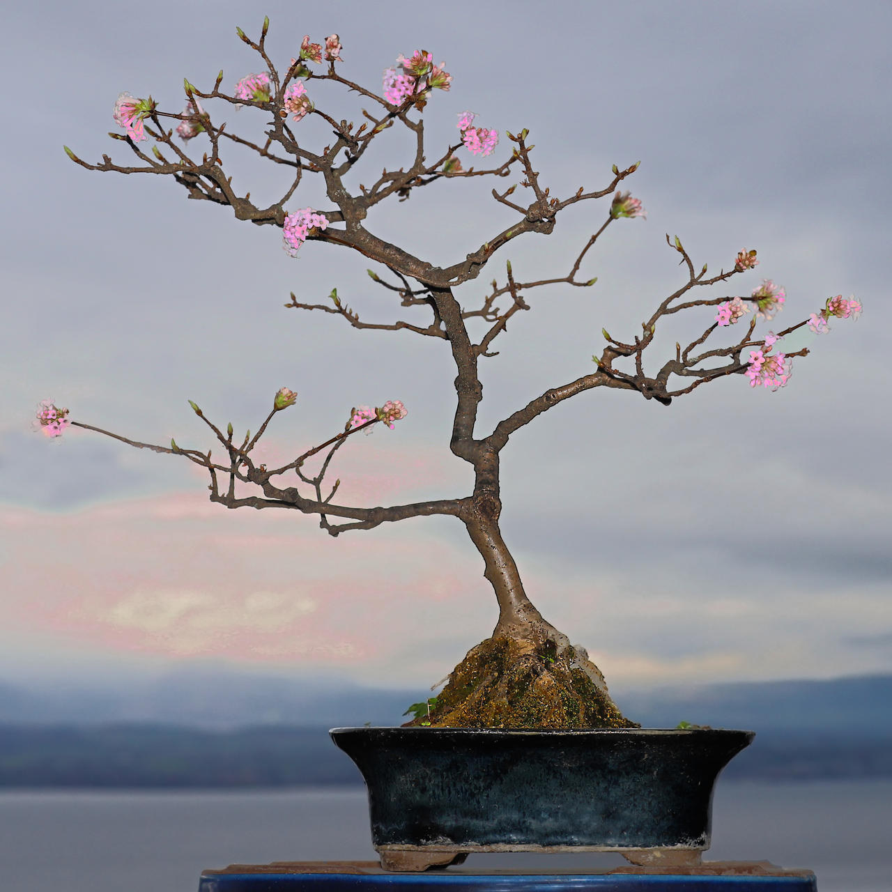 Spring in November by organicvision on DeviantArt