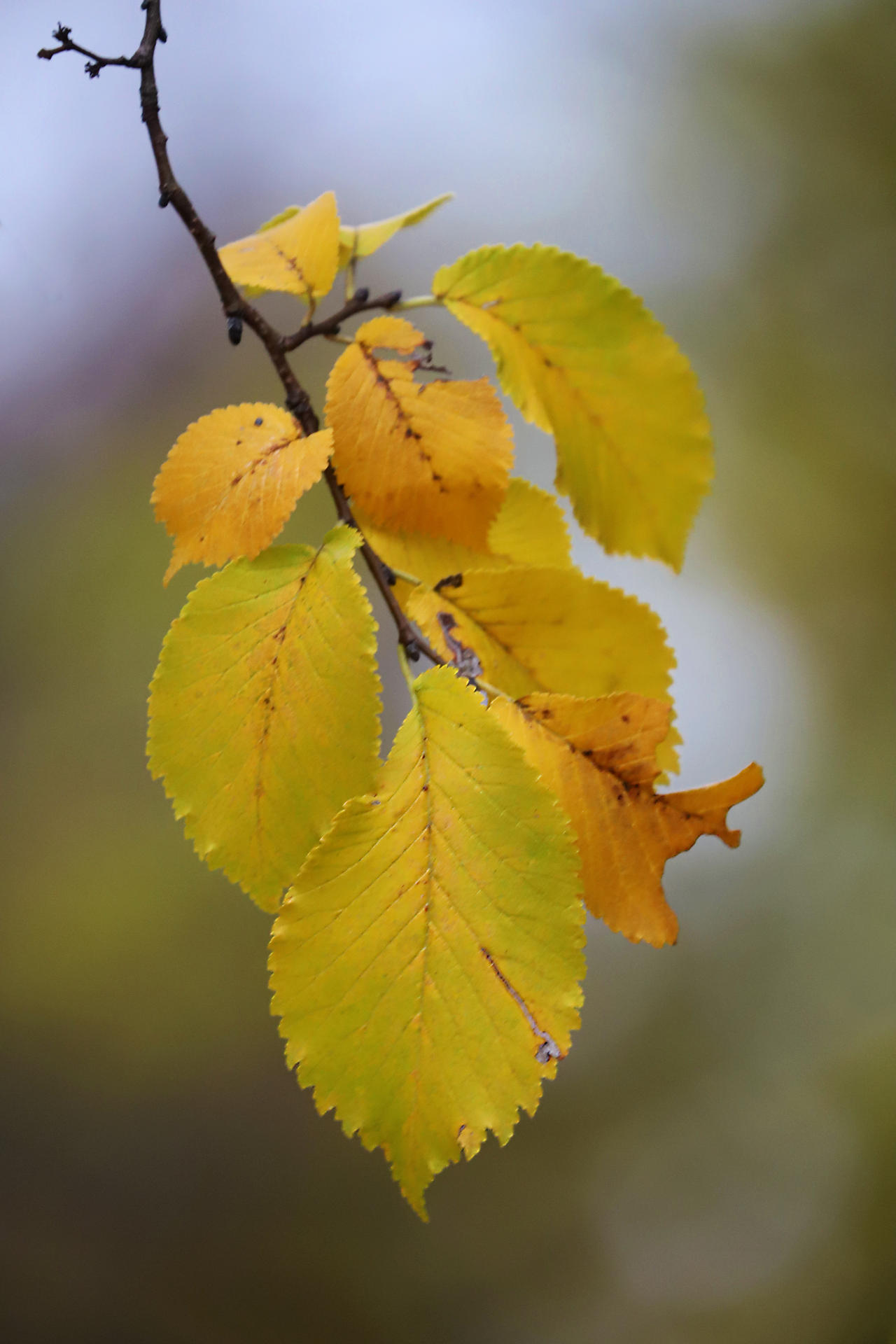 Survivors by organicvision on DeviantArt