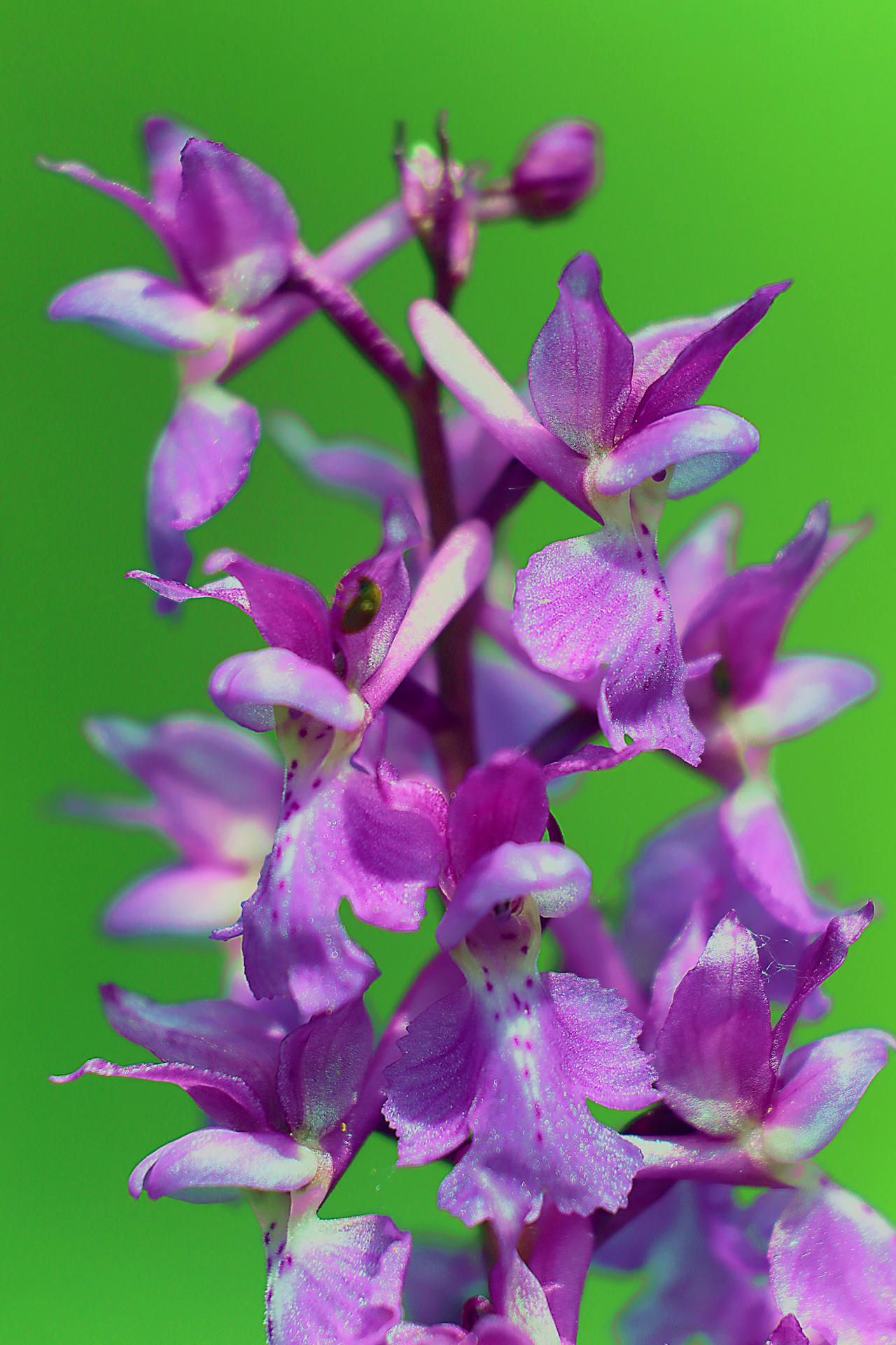 Spots by organicvision on DeviantArt