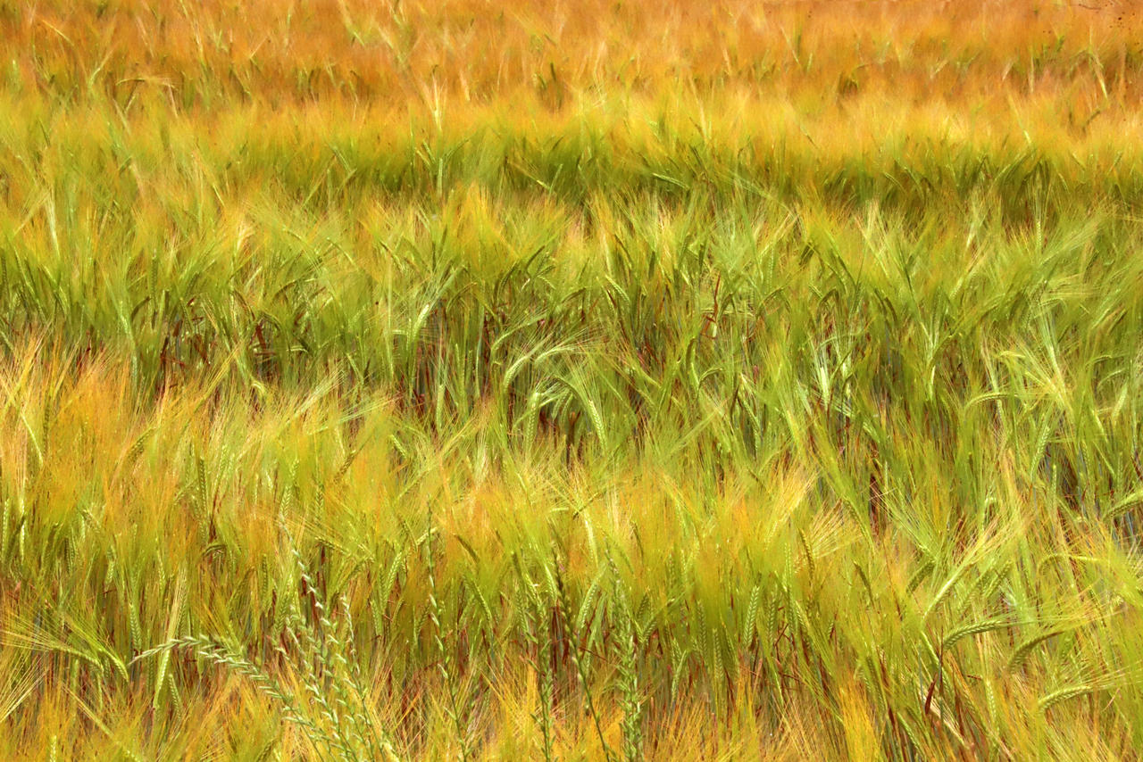 Golden by organicvision on DeviantArt