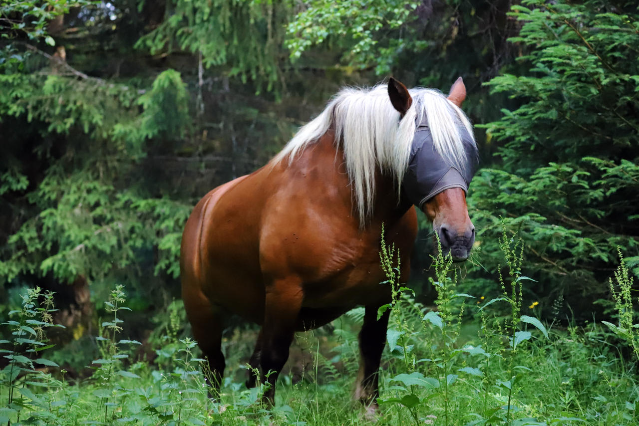 Veiled by organicvision on DeviantArt