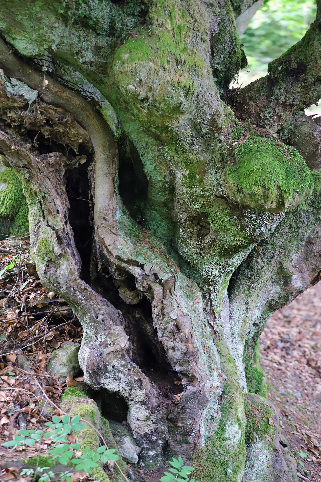 Expression Lines by organicvision on DeviantArt