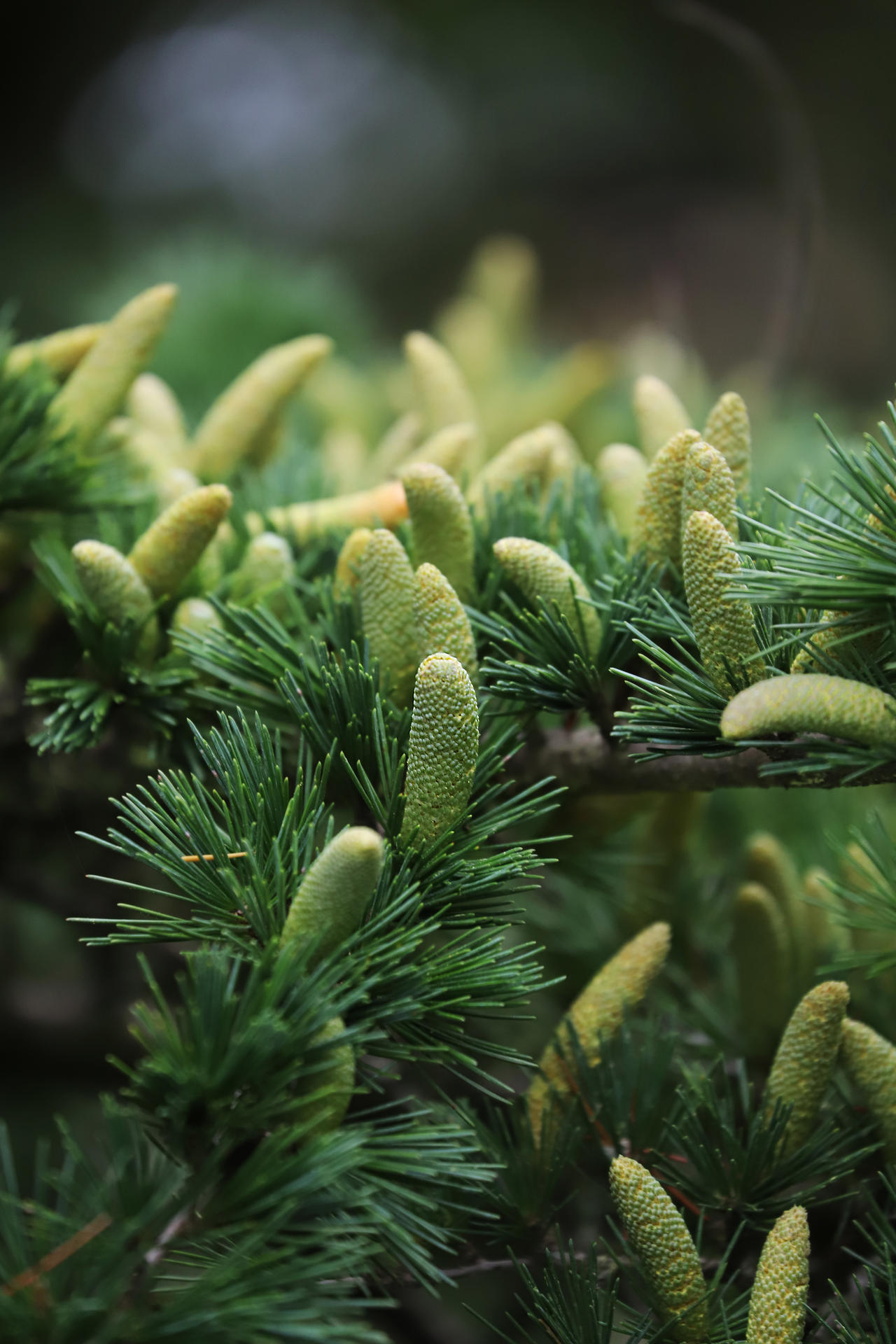 Rising Flowers by organicvision on DeviantArt