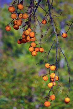 Persimmon Ornements