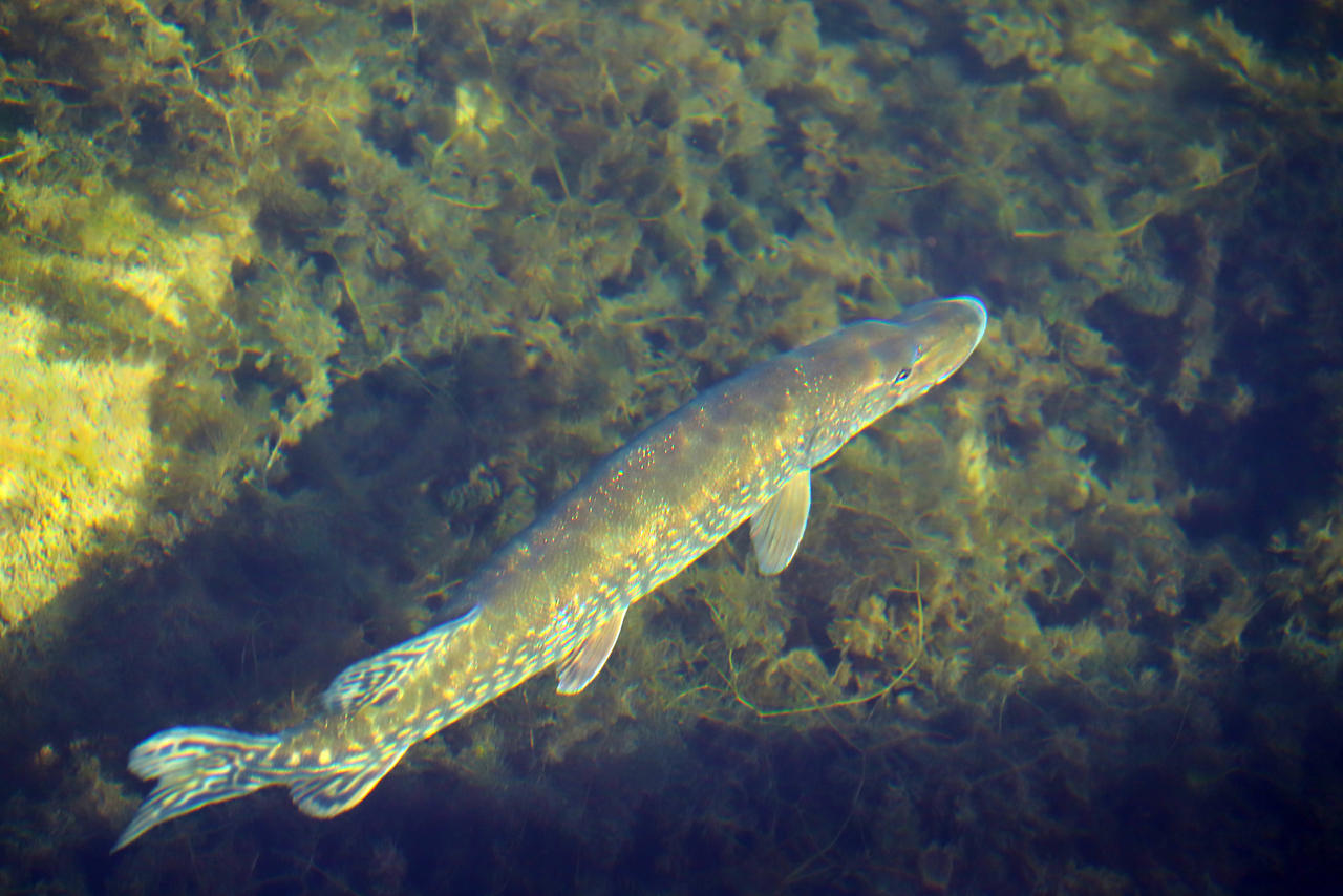 Surface View by organicvision on DeviantArt