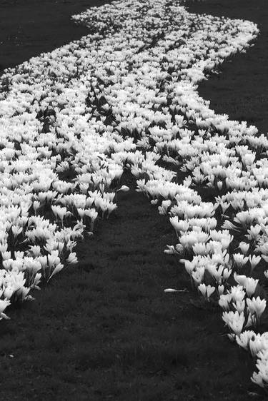 Crocus Curves