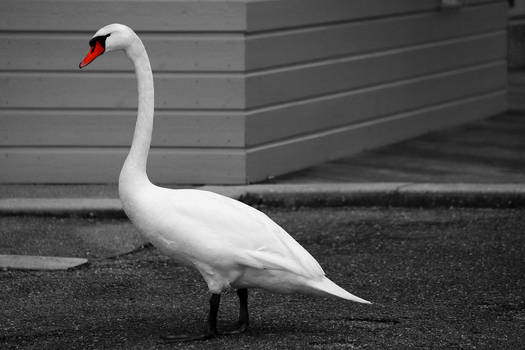 Street Wise Swan