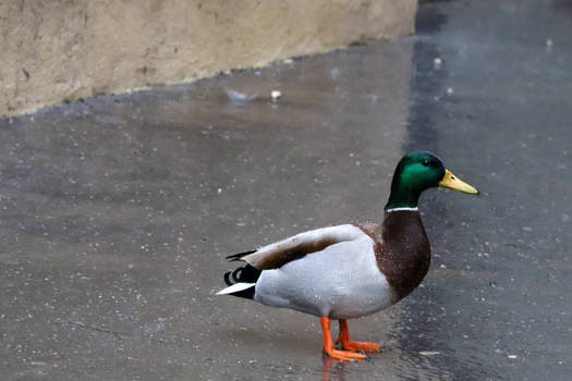 organicvision - Professional, Photographer | DeviantArt