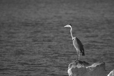 organicvision - Professional, Photographer | DeviantArt