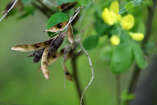 On the Wing