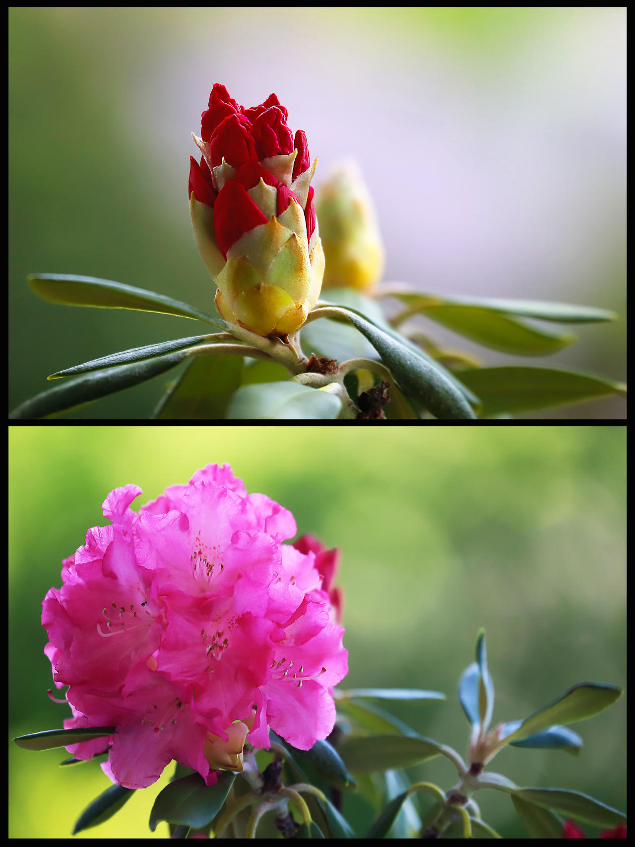 Five Days Later by organicvision on DeviantArt