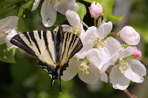 Pollinating Apples