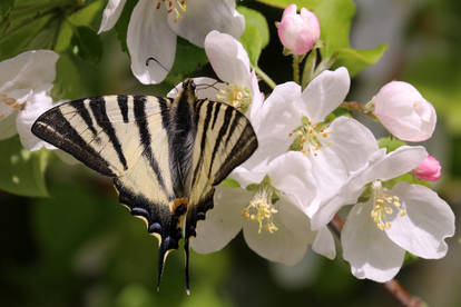 Pollinating Apples