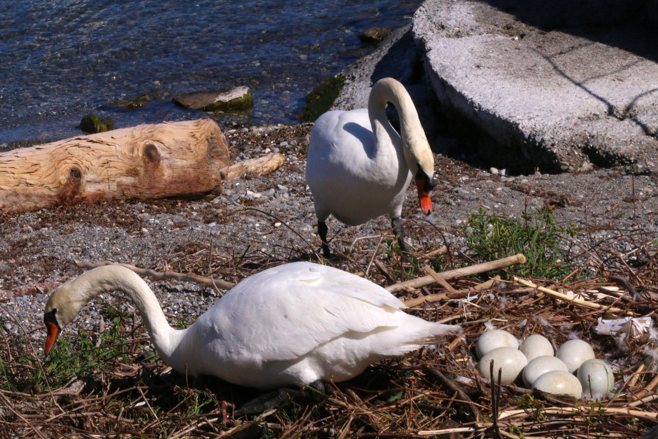 Seven by organicvision on DeviantArt