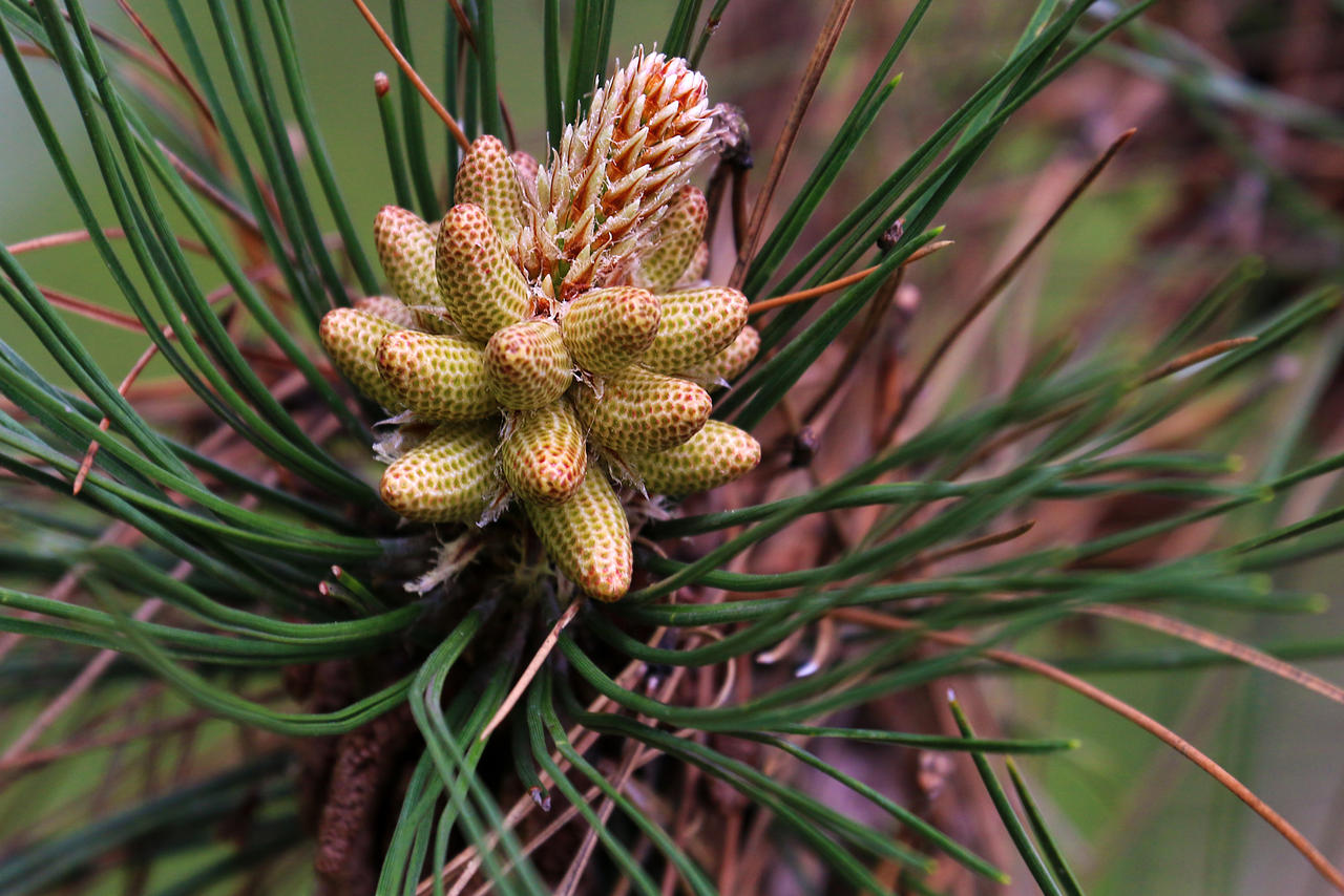 Piyna Flowers Pine Flowers by organicvision on DeviantArt