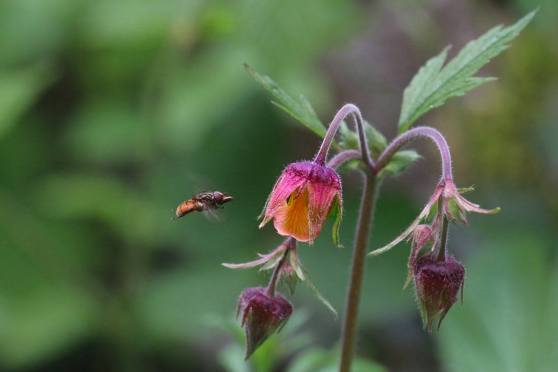 In for a Landing by organicvision on DeviantArt