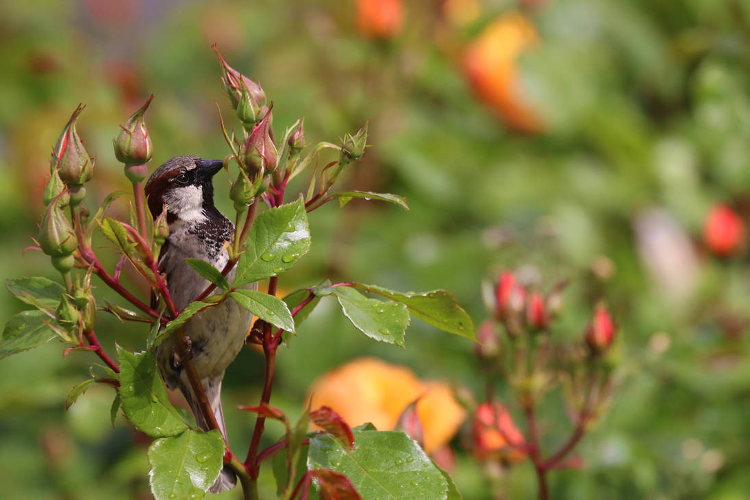 Natural Insecticide by organicvision on DeviantArt