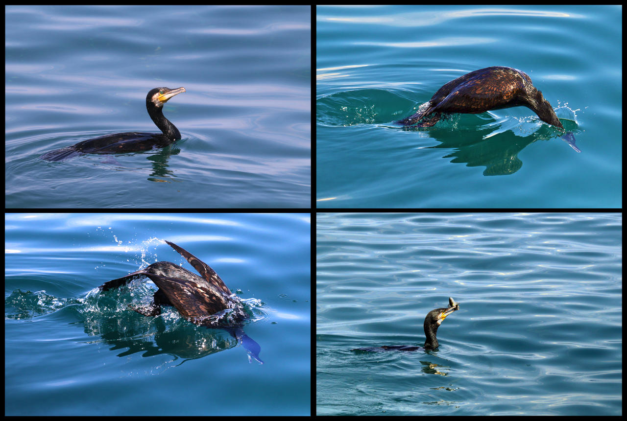 Diving Demonstration by organicvision on DeviantArt