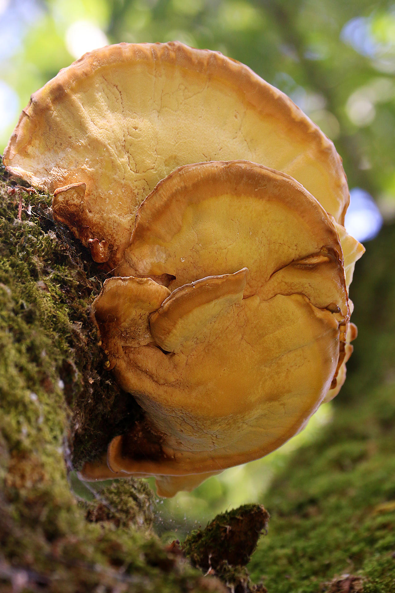 Look to the Sky by organicvision on DeviantArt