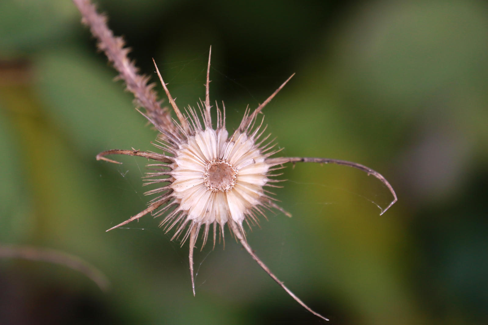 What's Left by organicvision on DeviantArt