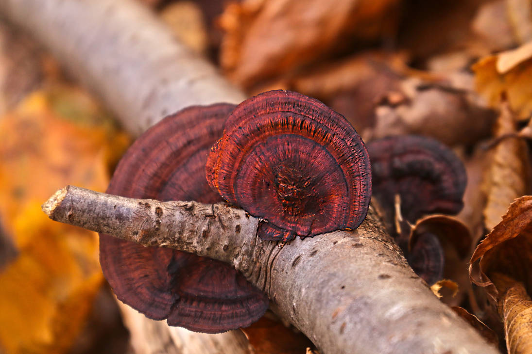 Red Shells by organicvision on DeviantArt