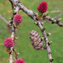 Larch Flowers