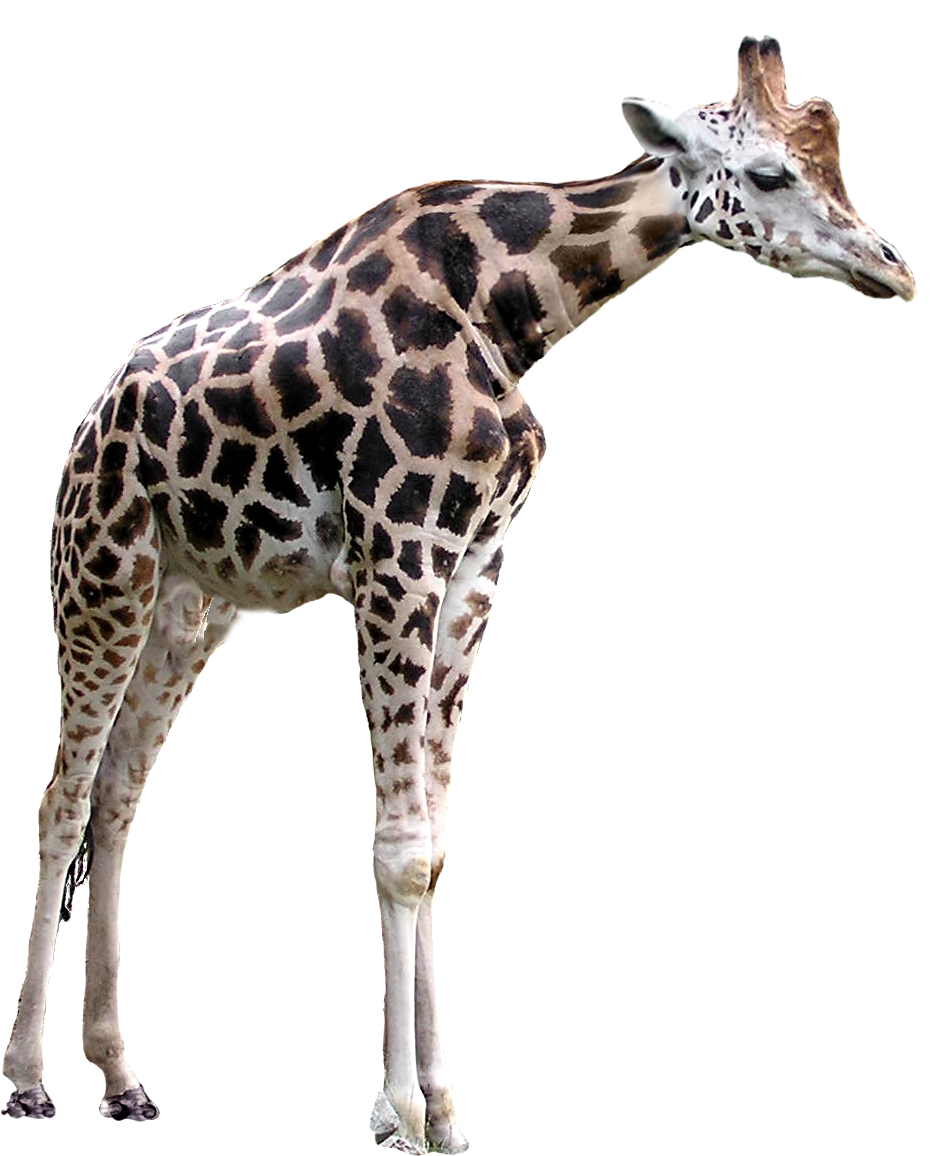 Short Necked Giraffe by Reitanna-Seishin on DeviantArt Short Necked Giraffe by Reitanna-Seishin on DeviantArt