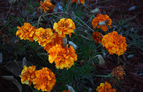 Yellow Carnations I Think