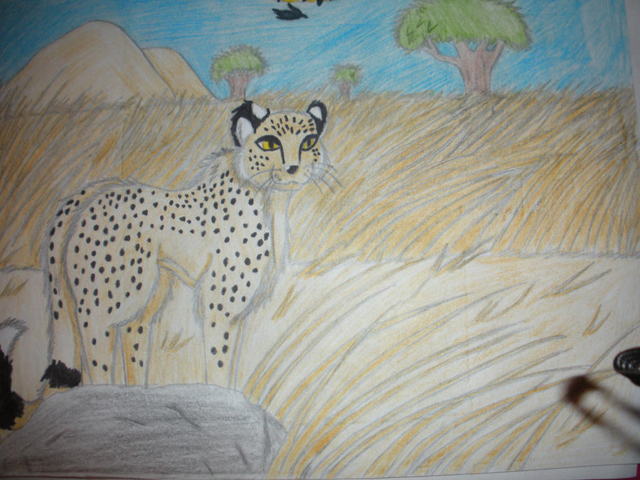 Cheetah