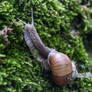 Snail Makro