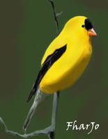 goldfinch bird