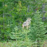 Banff Coyote