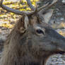 Bull Elk