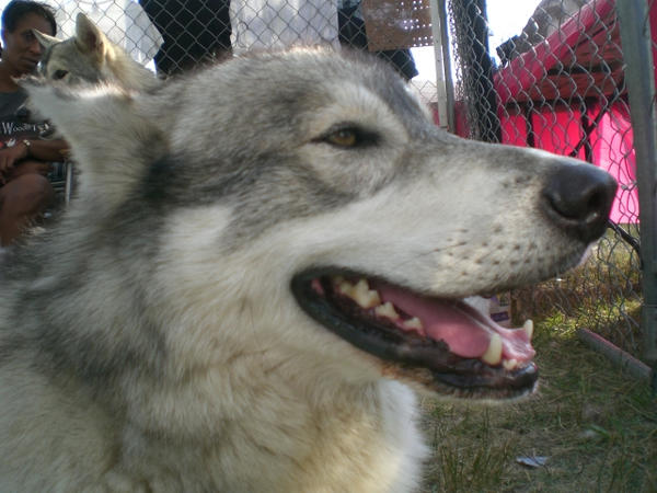 Friendly Wolf 11 by TheDeviantIndigo on DeviantArt