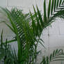 Super Fern