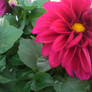 Pink Flower