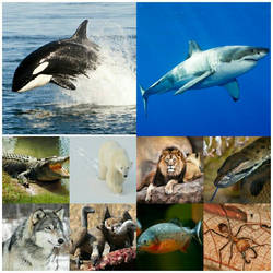 the top ten predators in the world