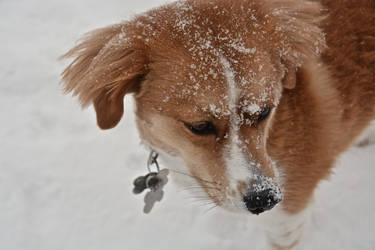 Snow Flakes