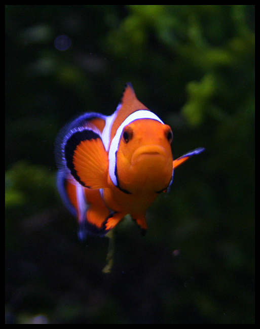 Amphiprion Ocellaris by Fraziu