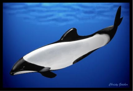 Commerson's Dolphin