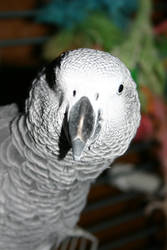 African Grey II