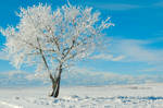 Winters Frost by BFraser