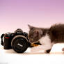 kittens like camera ...