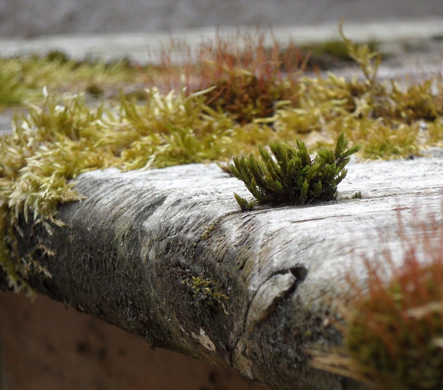 moss1